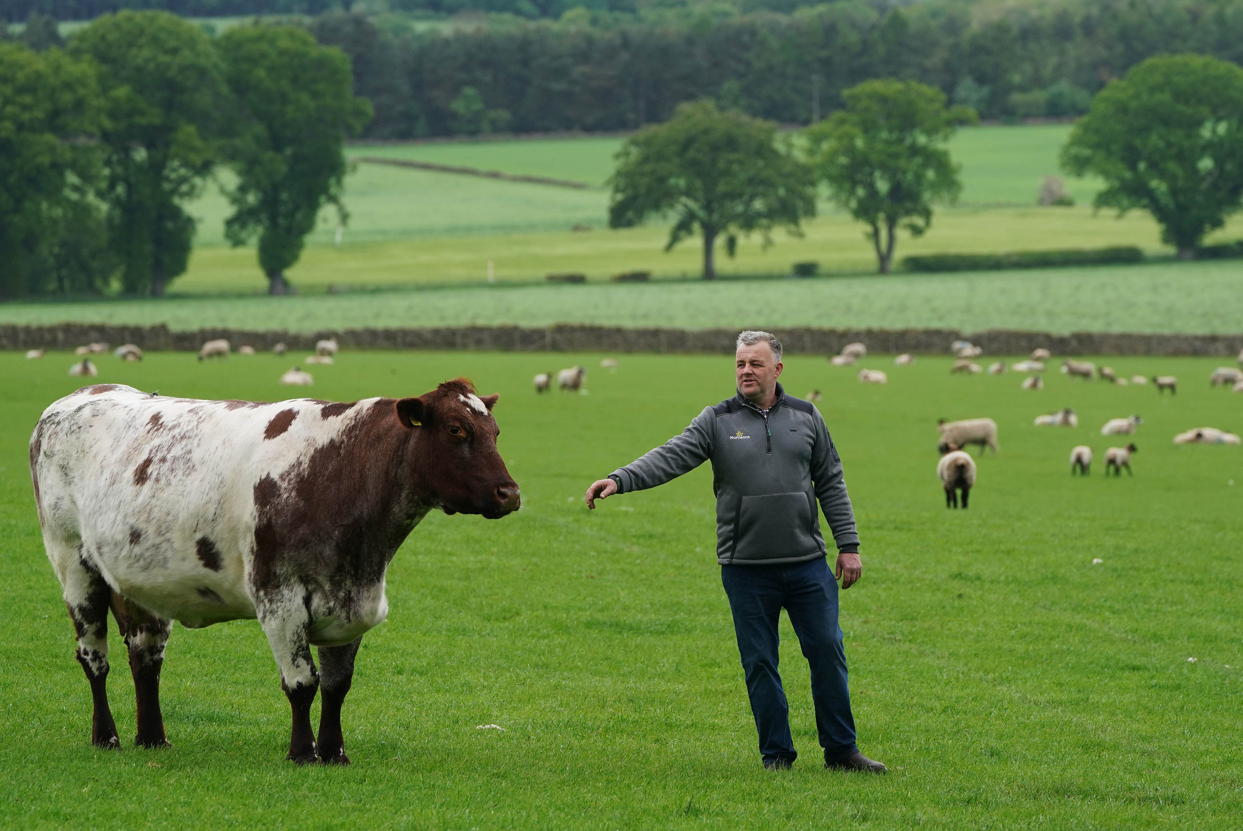 Morrisonsmeatscheme 01